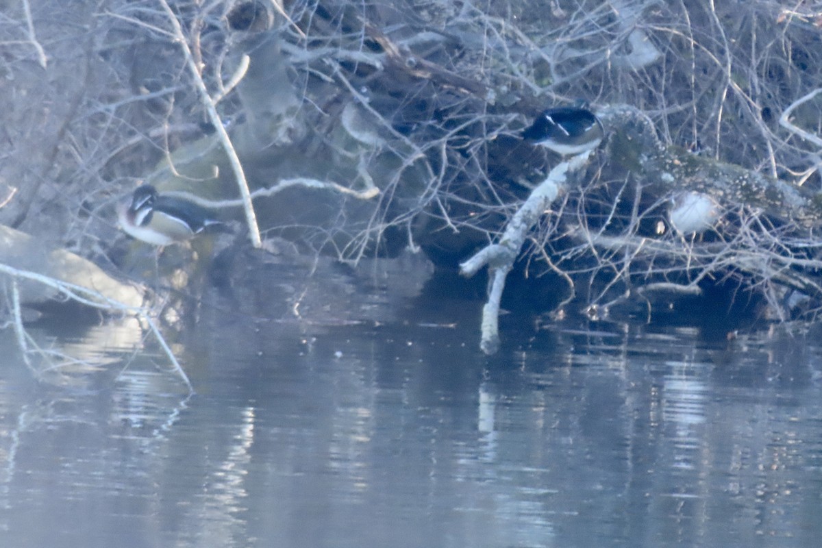 Brautente - ML648690789