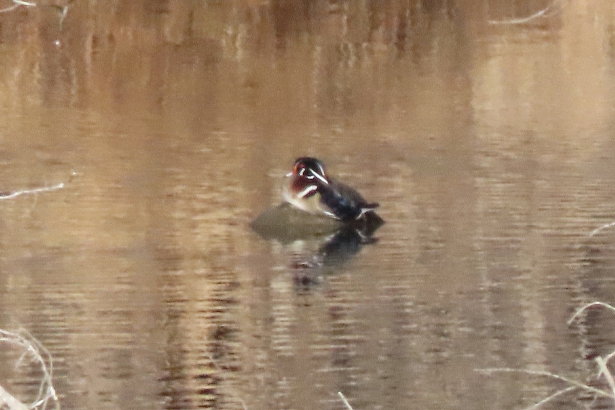 Brautente - ML648690913