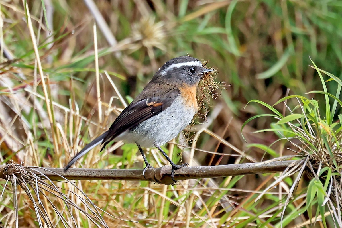 Rufous-breasted Chat-Tyrant - ML648690972