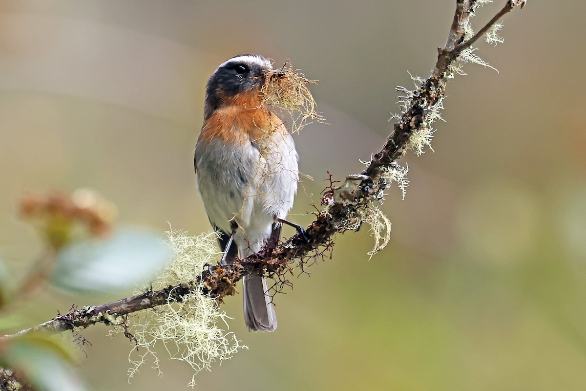 Rufous-breasted Chat-Tyrant - ML648690974