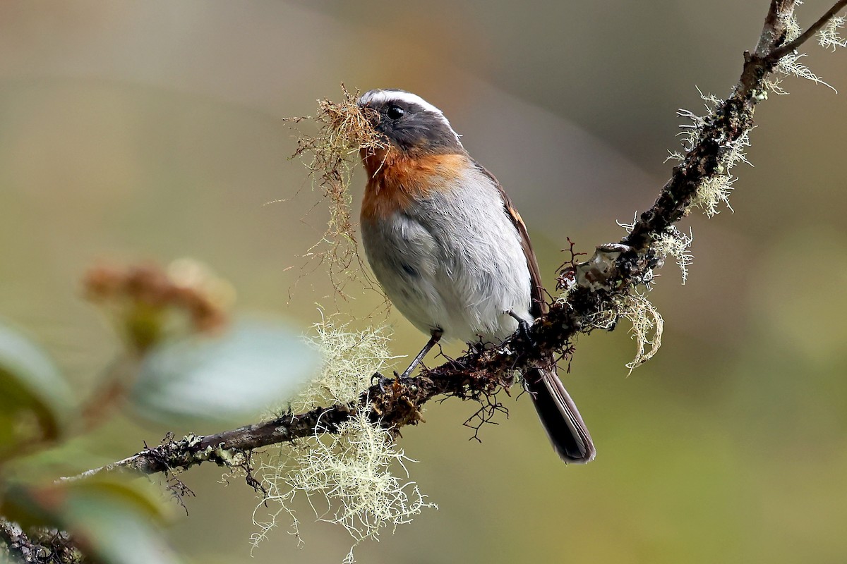 Rufous-breasted Chat-Tyrant - ML648690977