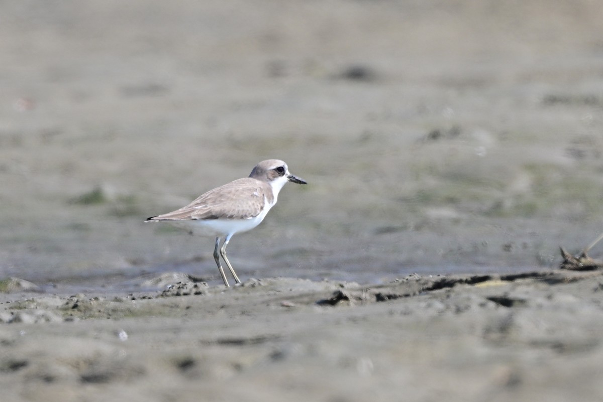 kulík menší/tibetský/větší - ML648691033