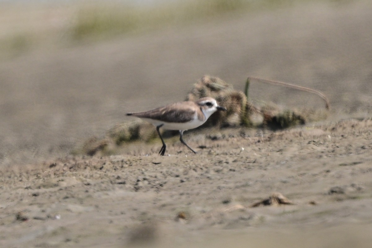 kulík menší/tibetský/větší - ML648691044