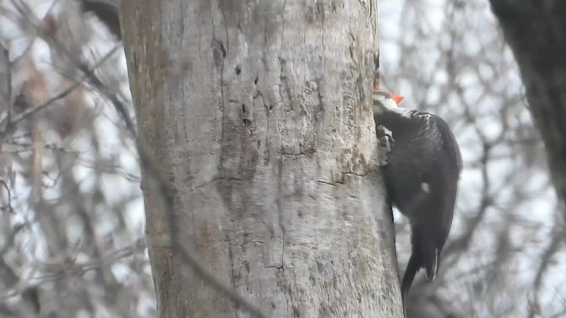 Хохлатая желна - ML648691305