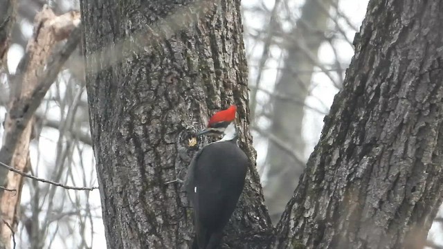 Хохлатая желна - ML648691386