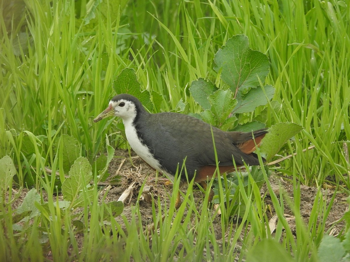 White-breasted Waterhen - ML648691425