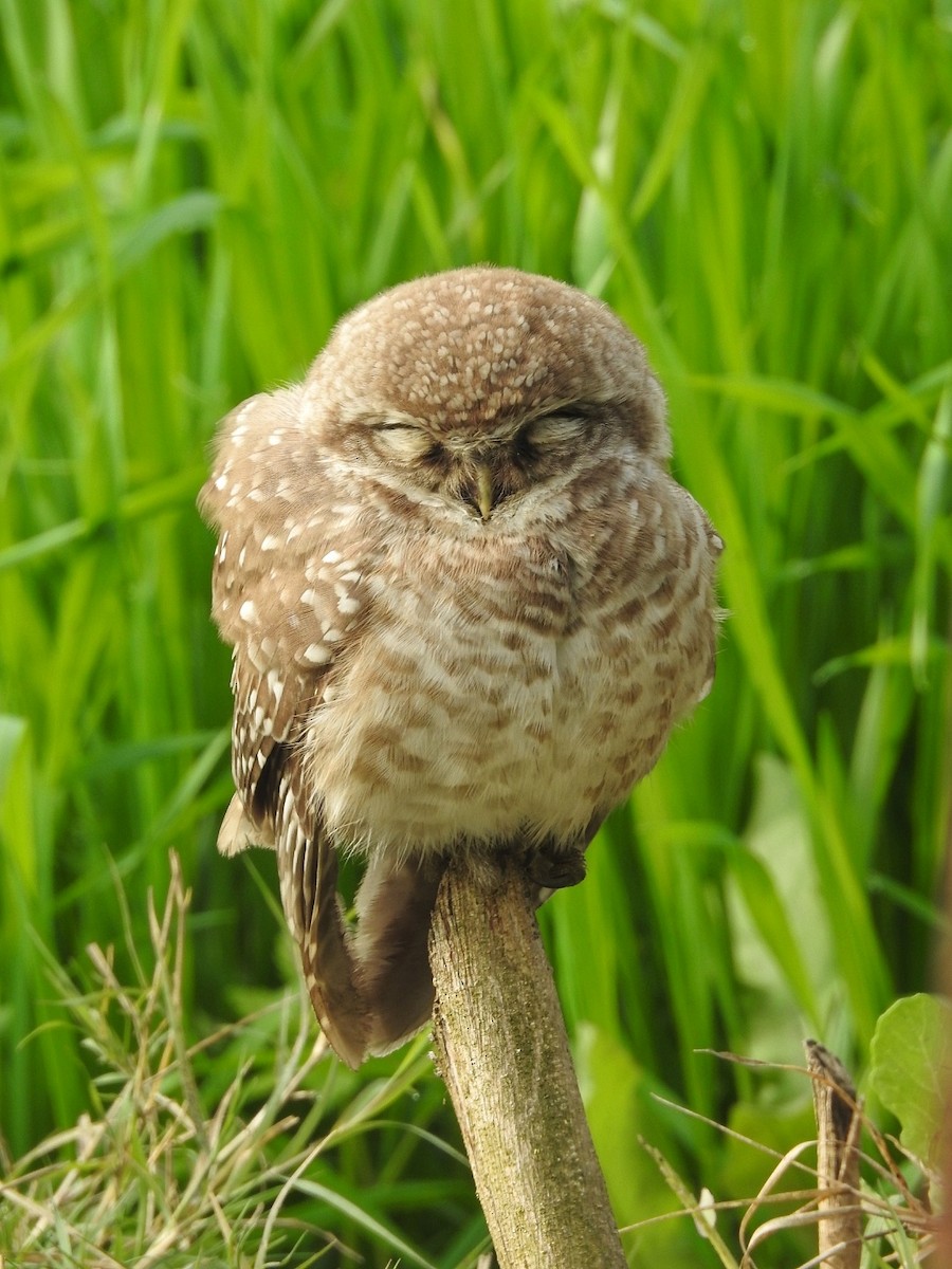 Spotted Owlet - ML648691462
