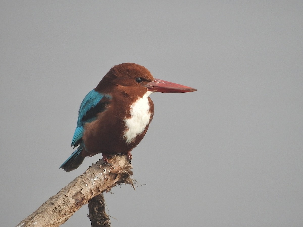 White-throated Kingfisher - ML648691466