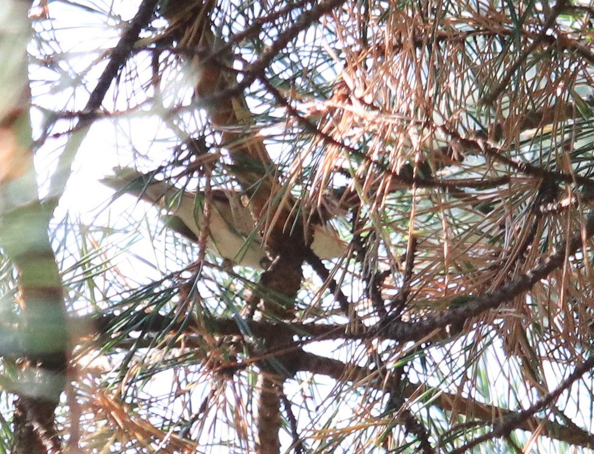 Fauvette des jardins - ML648691659