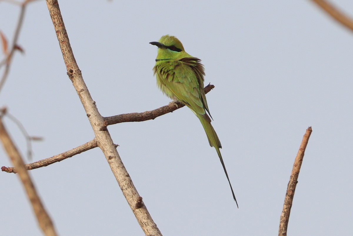 African Green Bee-eater - ML648691725