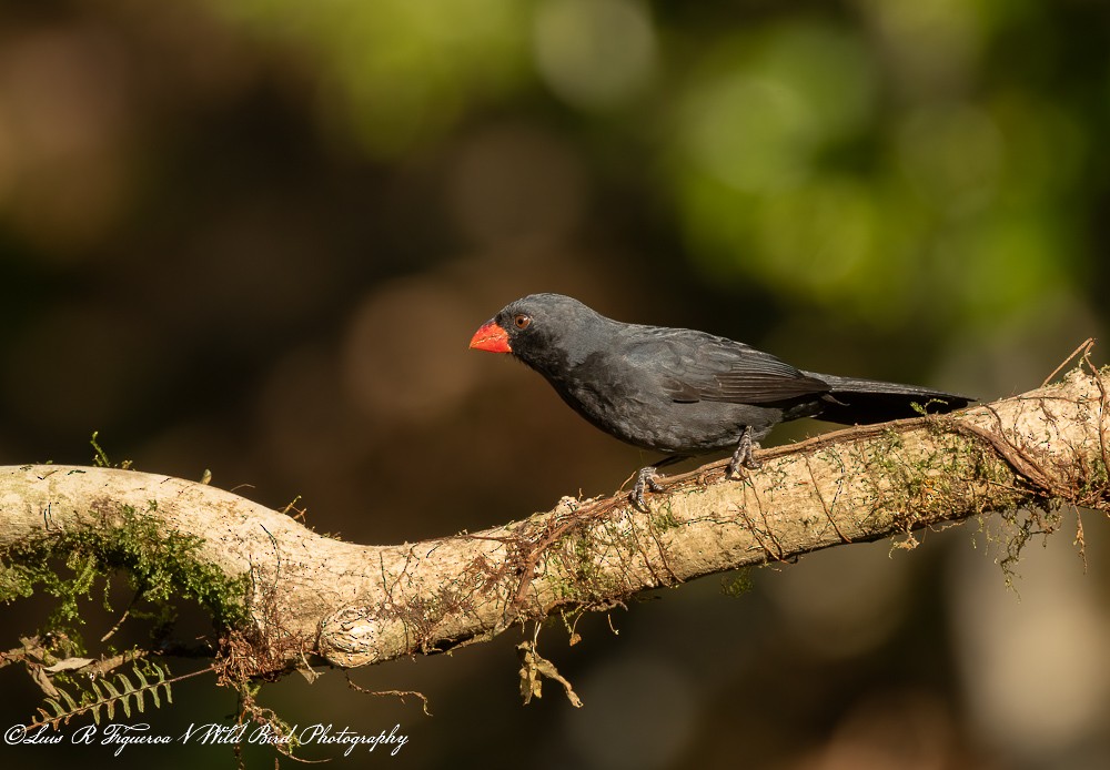 Saltator fuligineux - ML648691759