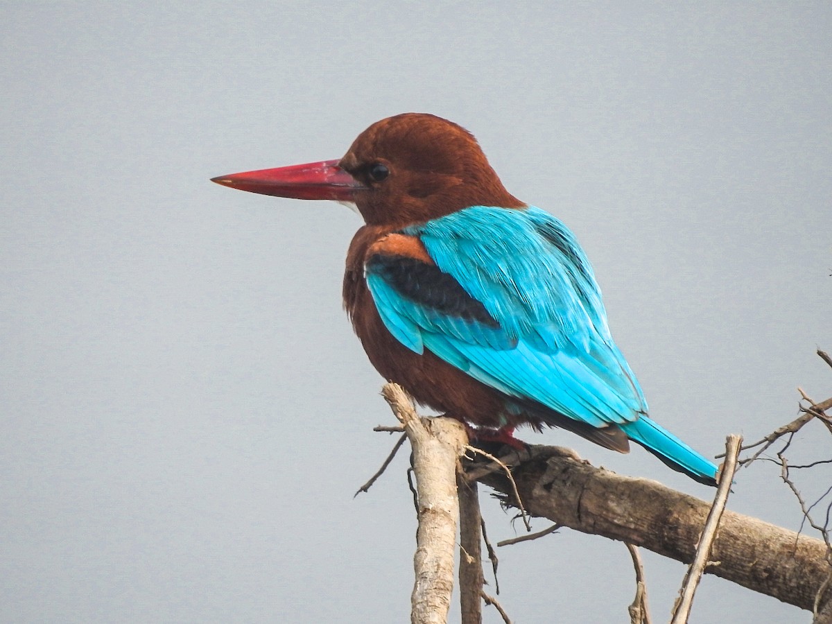 White-throated Kingfisher - ML648691772