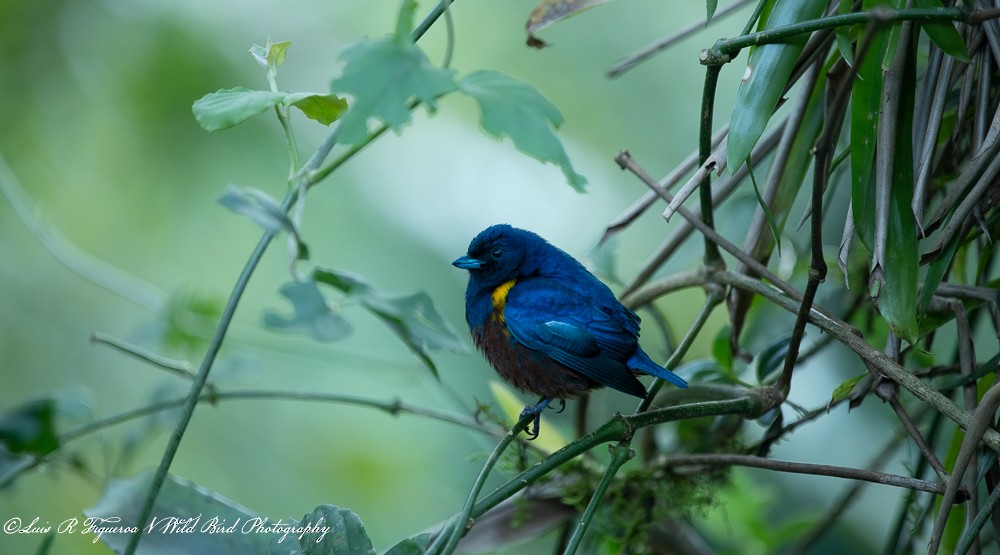 Organiste à ventre marron - ML648691877