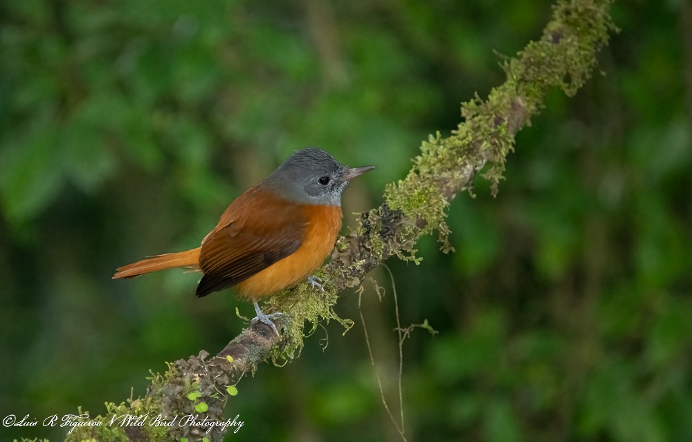 Attila à tête grise - ML648691963