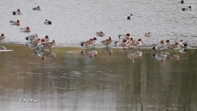 葡萄胸鴨 - ML648692044