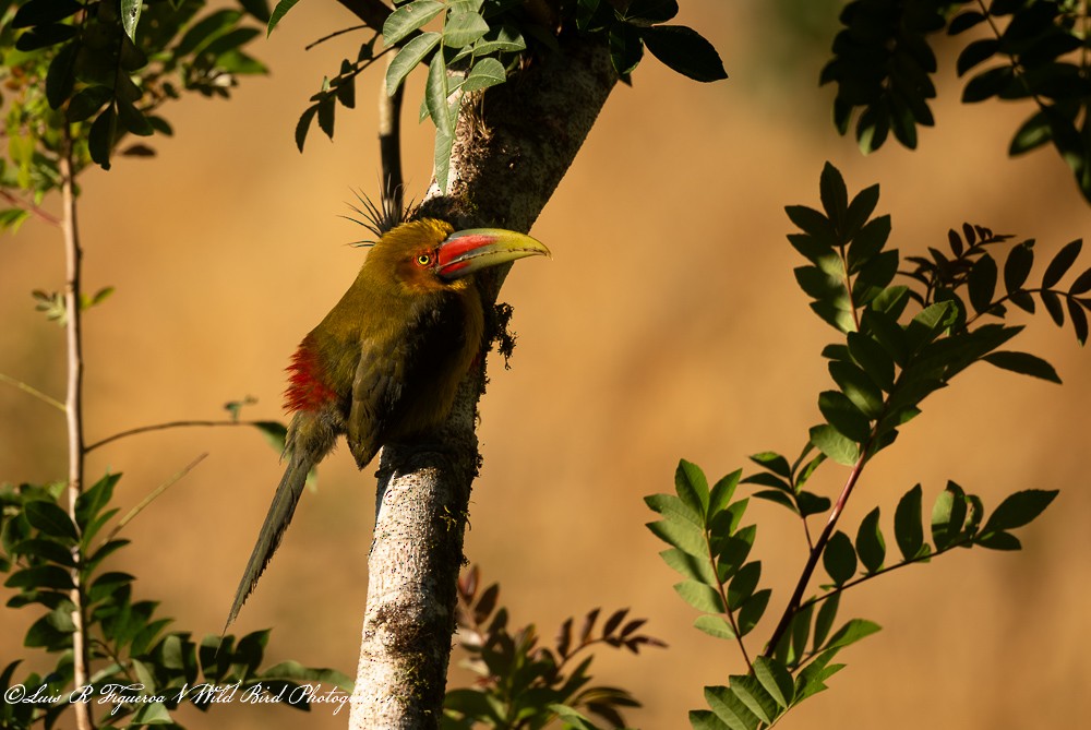 Araçari de Baillon - ML648692058