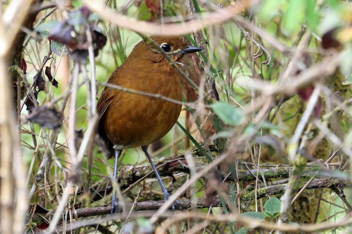 Junin Antpitta - ML648692062