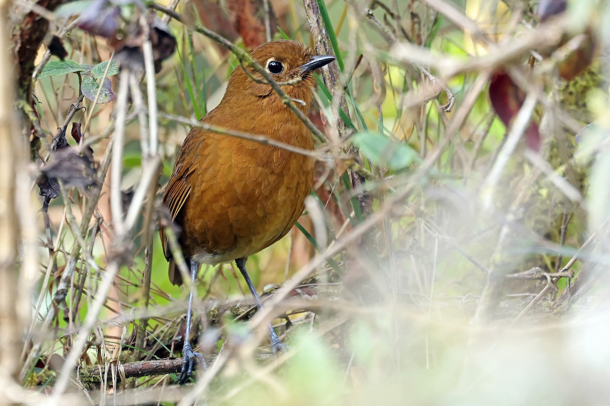 Junin Antpitta - ML648692063