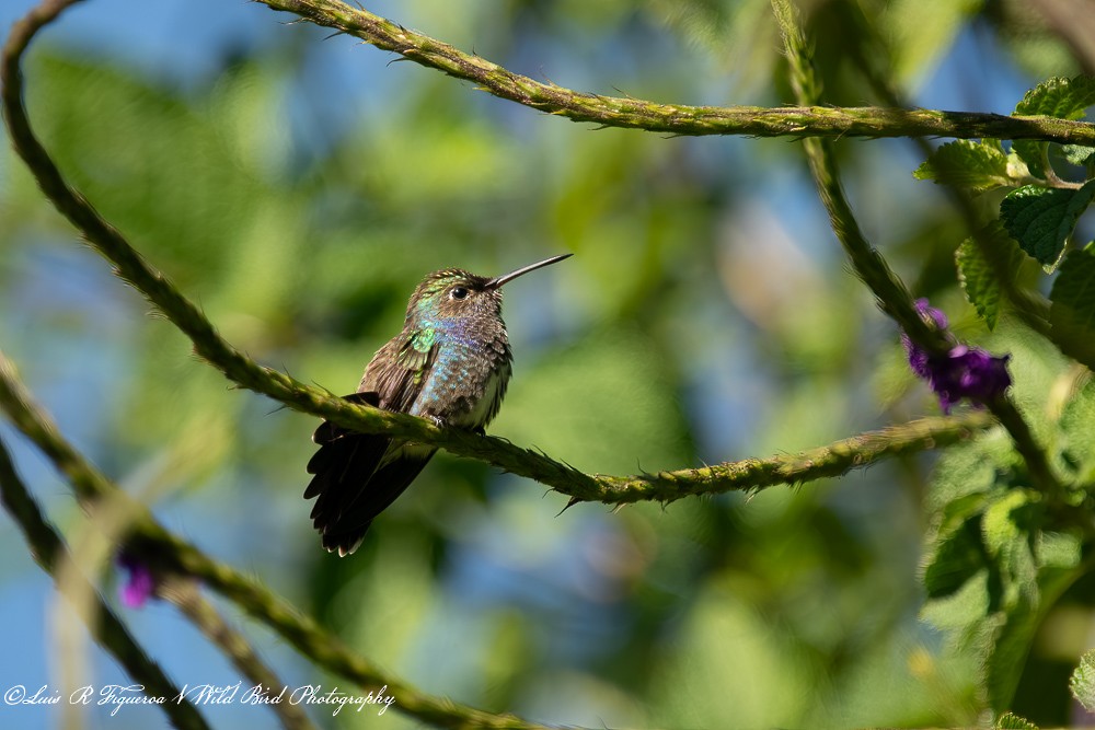 Ariane saphirine - ML648692123