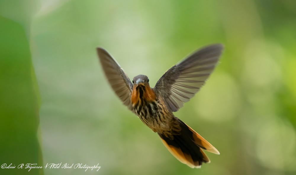 Ermite tacheté - ML648692194