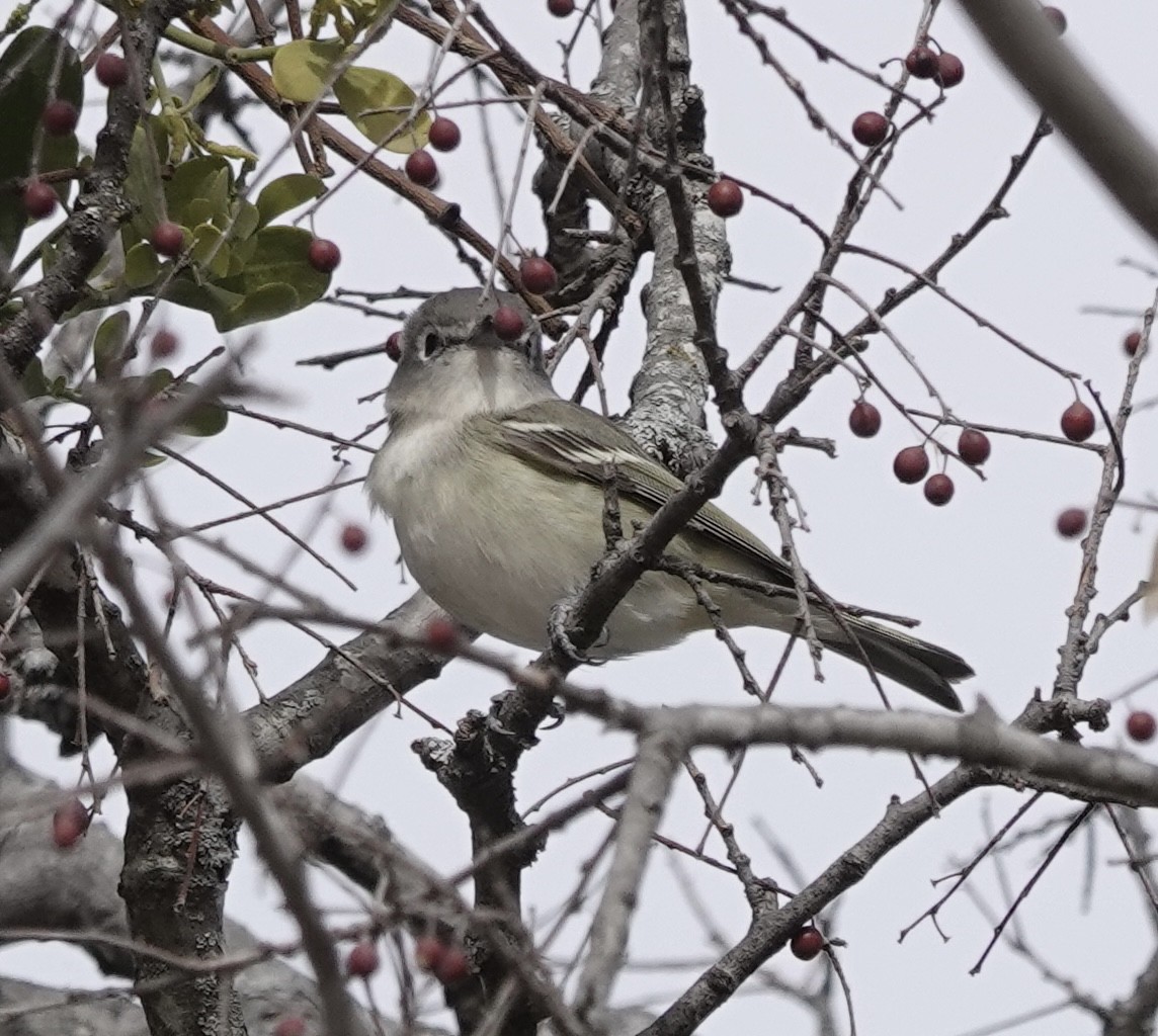 Cassin's Vireo - ML648692250