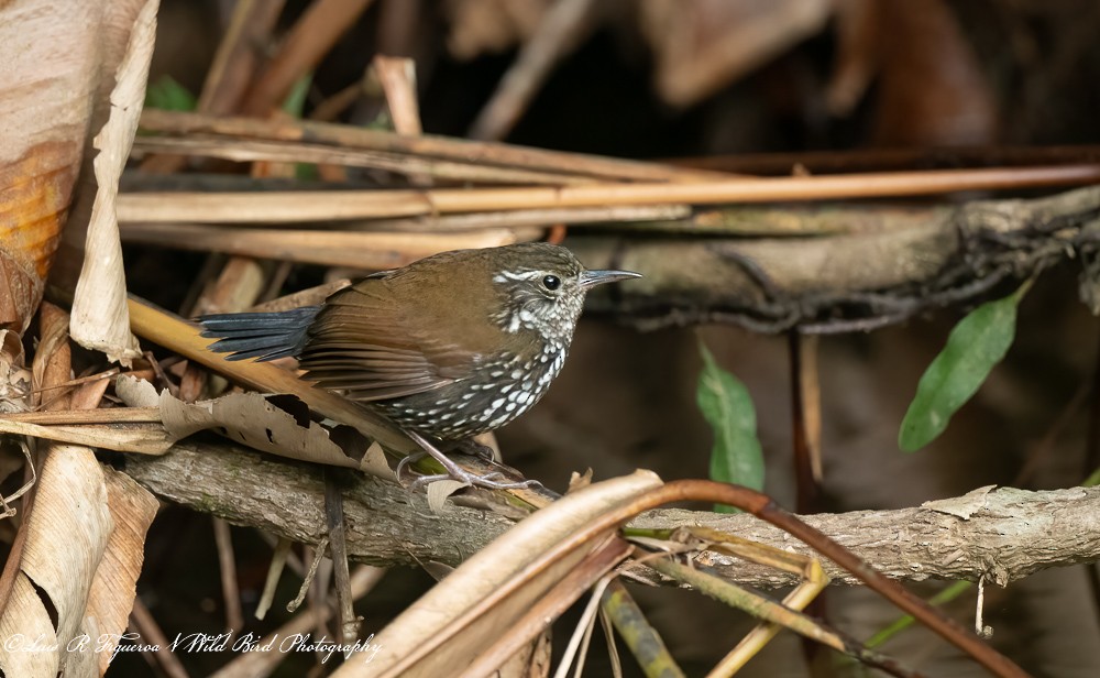 Picerthie de Saint-Hilaire - ML648692255