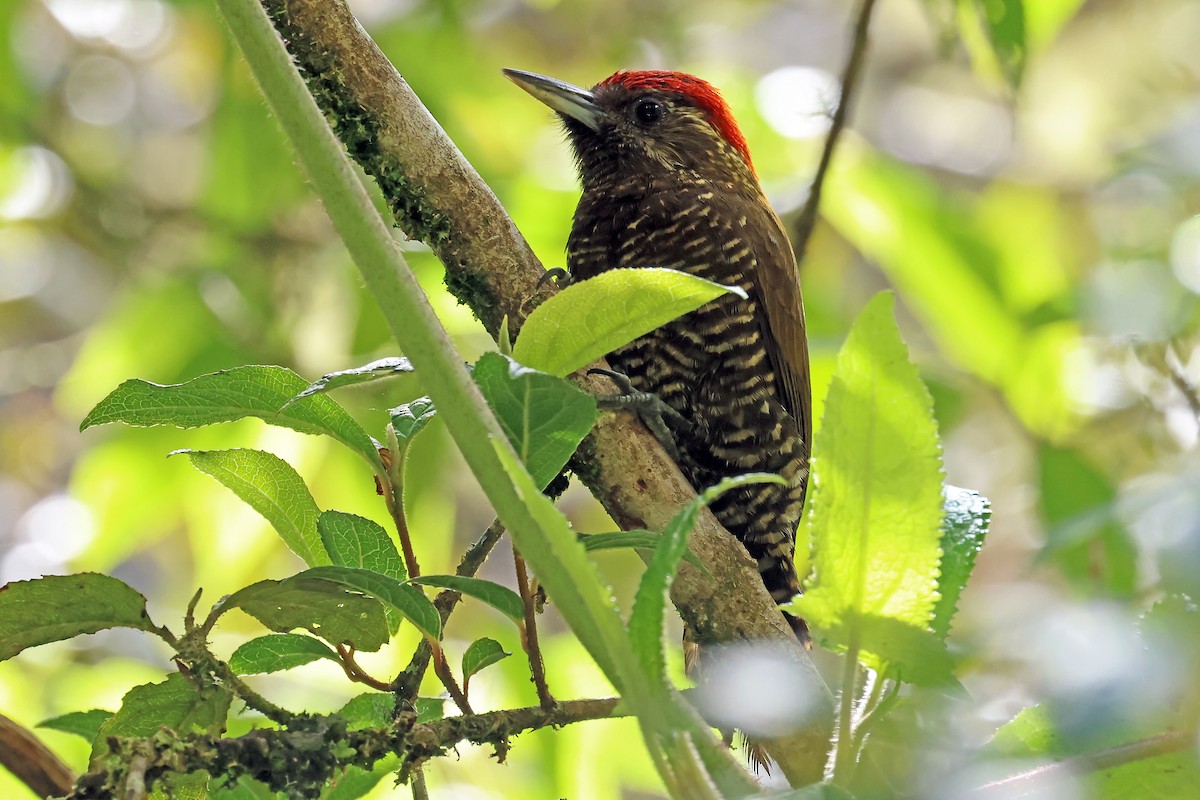 Bar-bellied Woodpecker - ML648692375