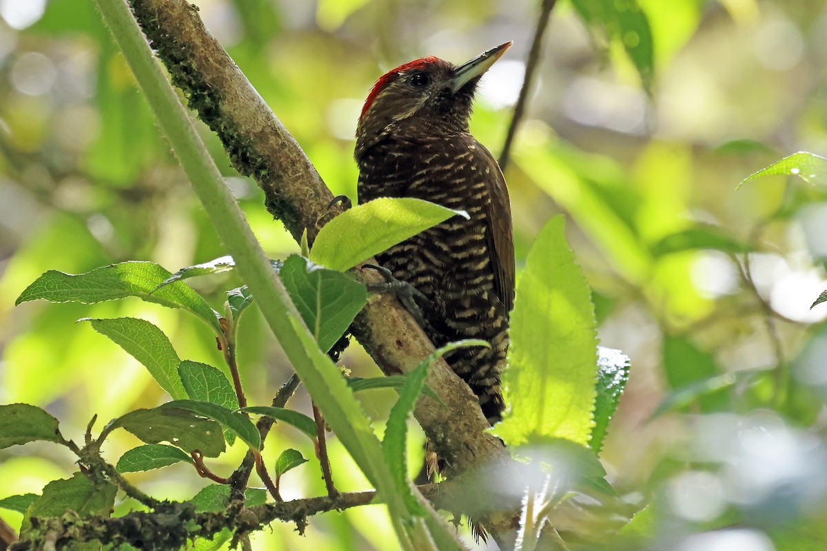 Bar-bellied Woodpecker - ML648692377