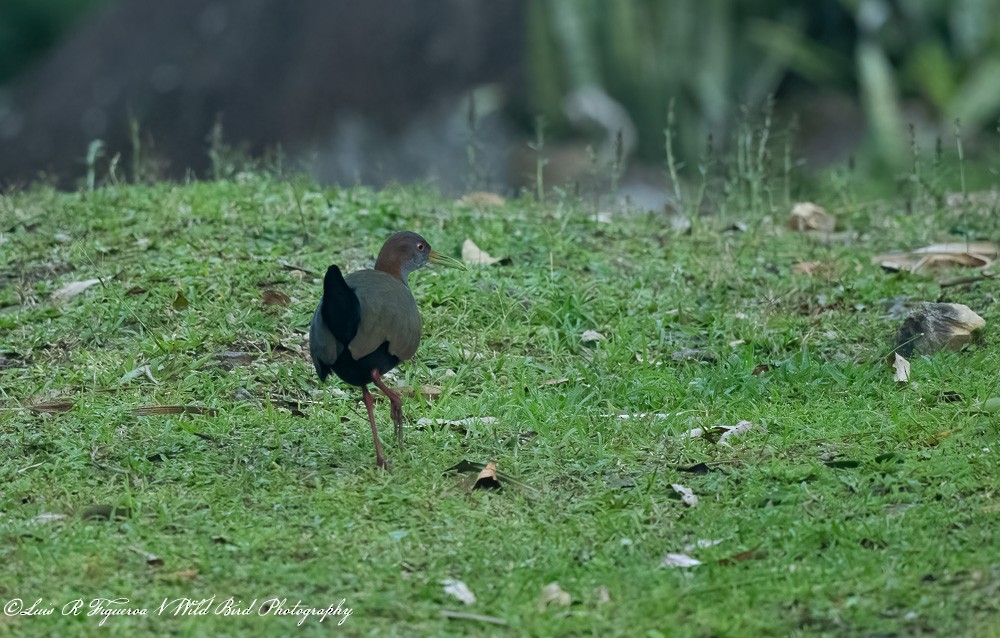 Râle saracura - ML648692394