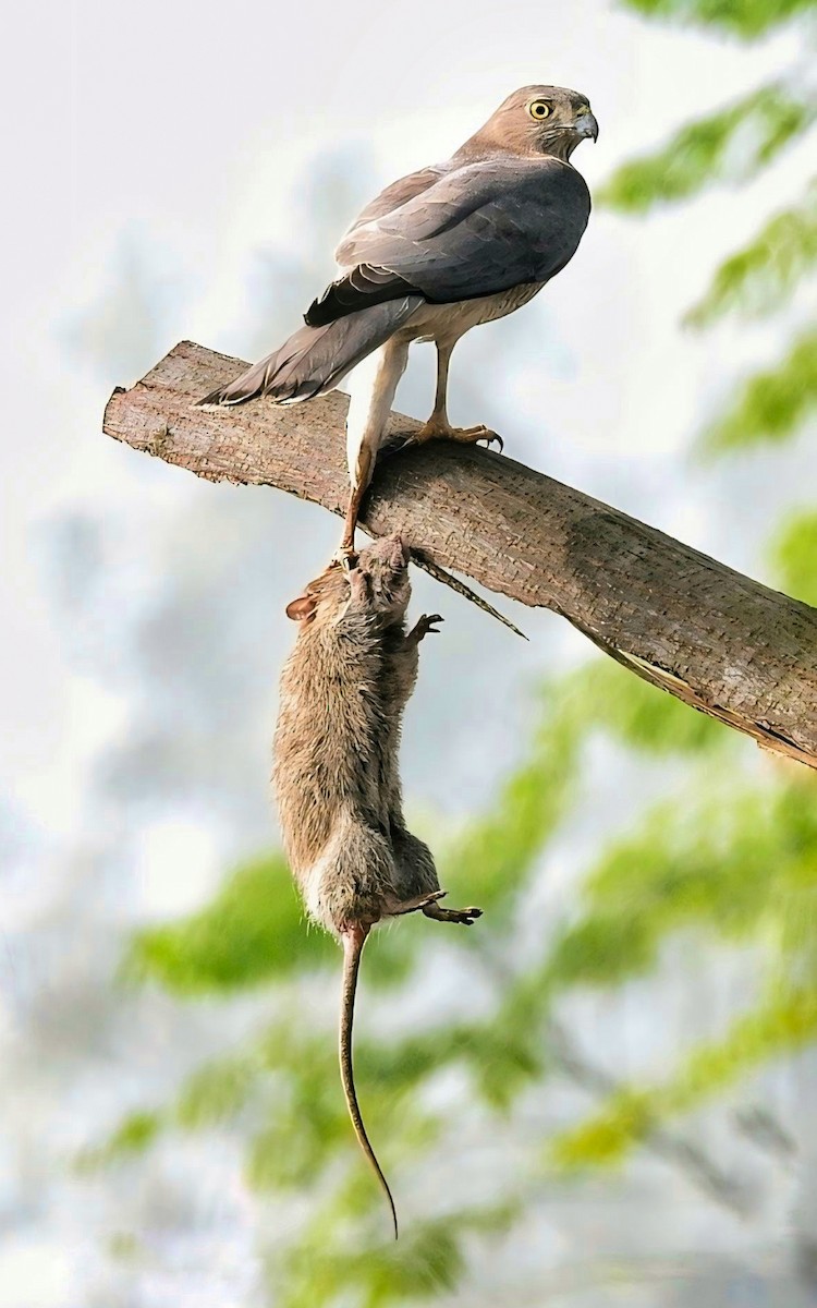 Shikra - ML648692446