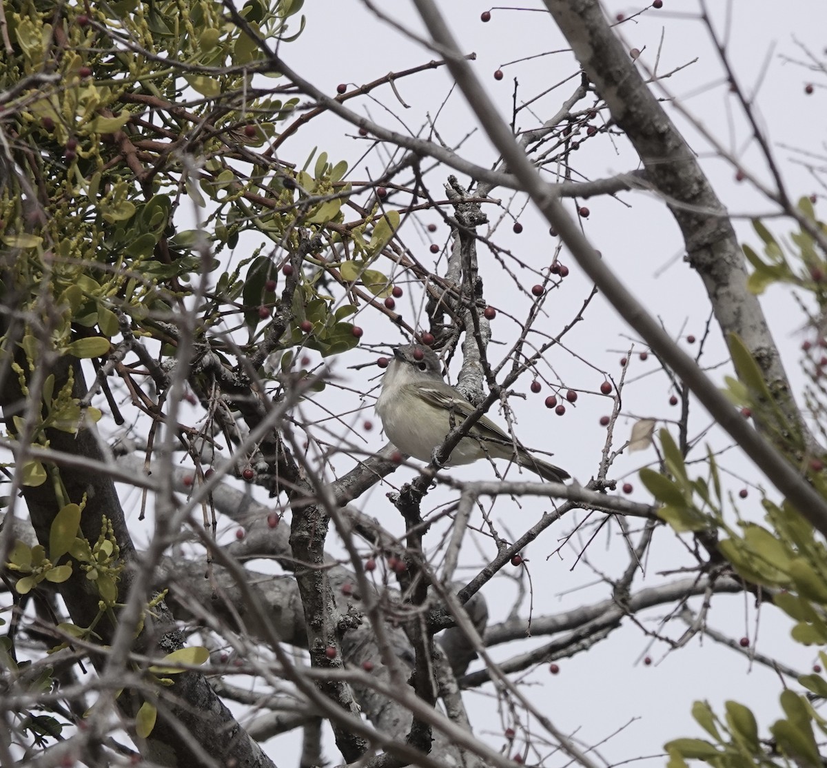 Cassin's Vireo - ML648692461