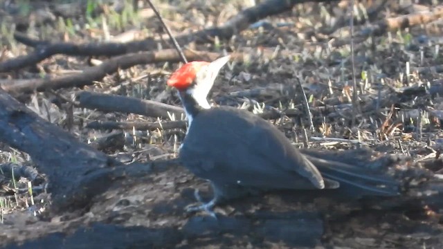 Kuzey Amerika Kara Ağaçkakanı - ML648692583