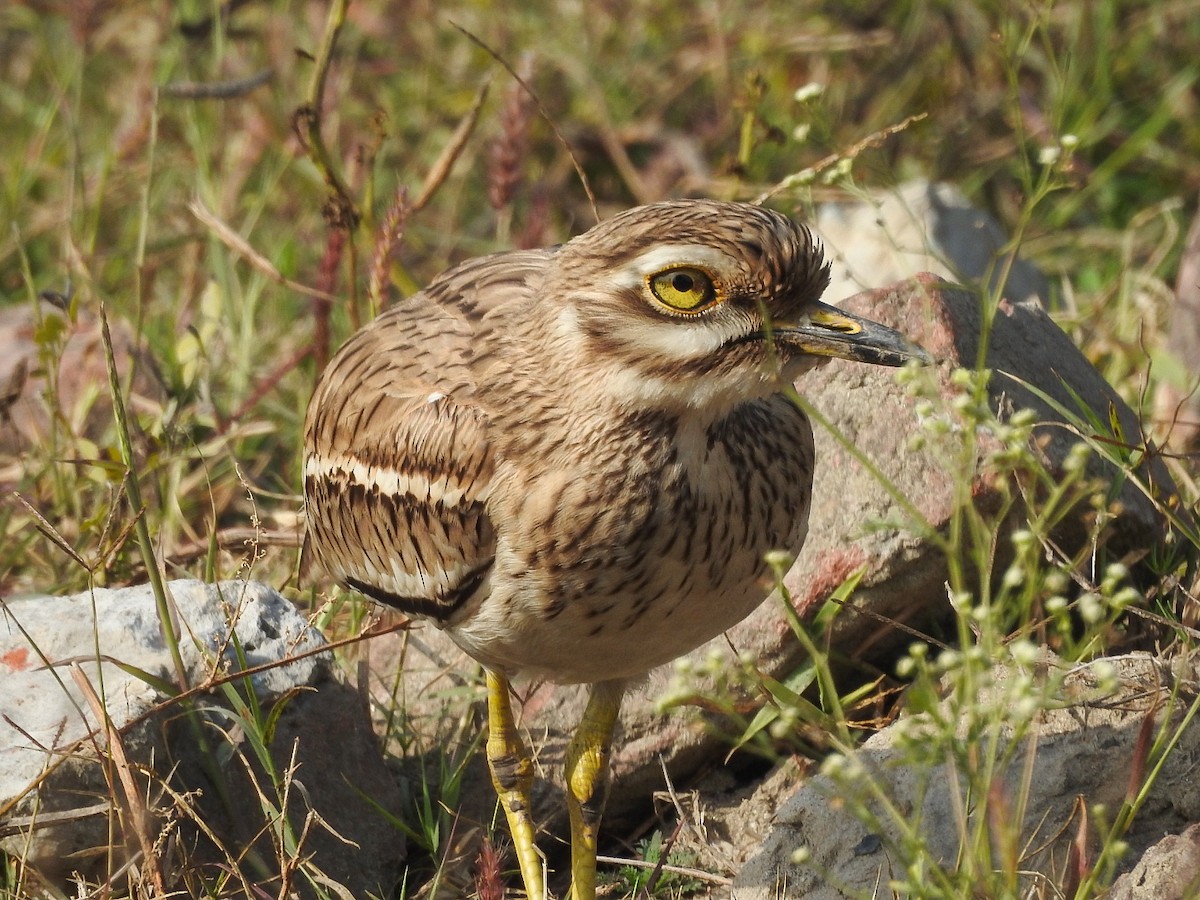Indian Thick-knee - ML648692737