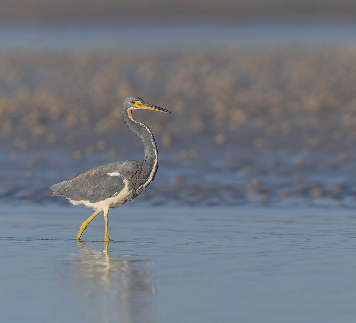 サンショクサギ - ML648692752