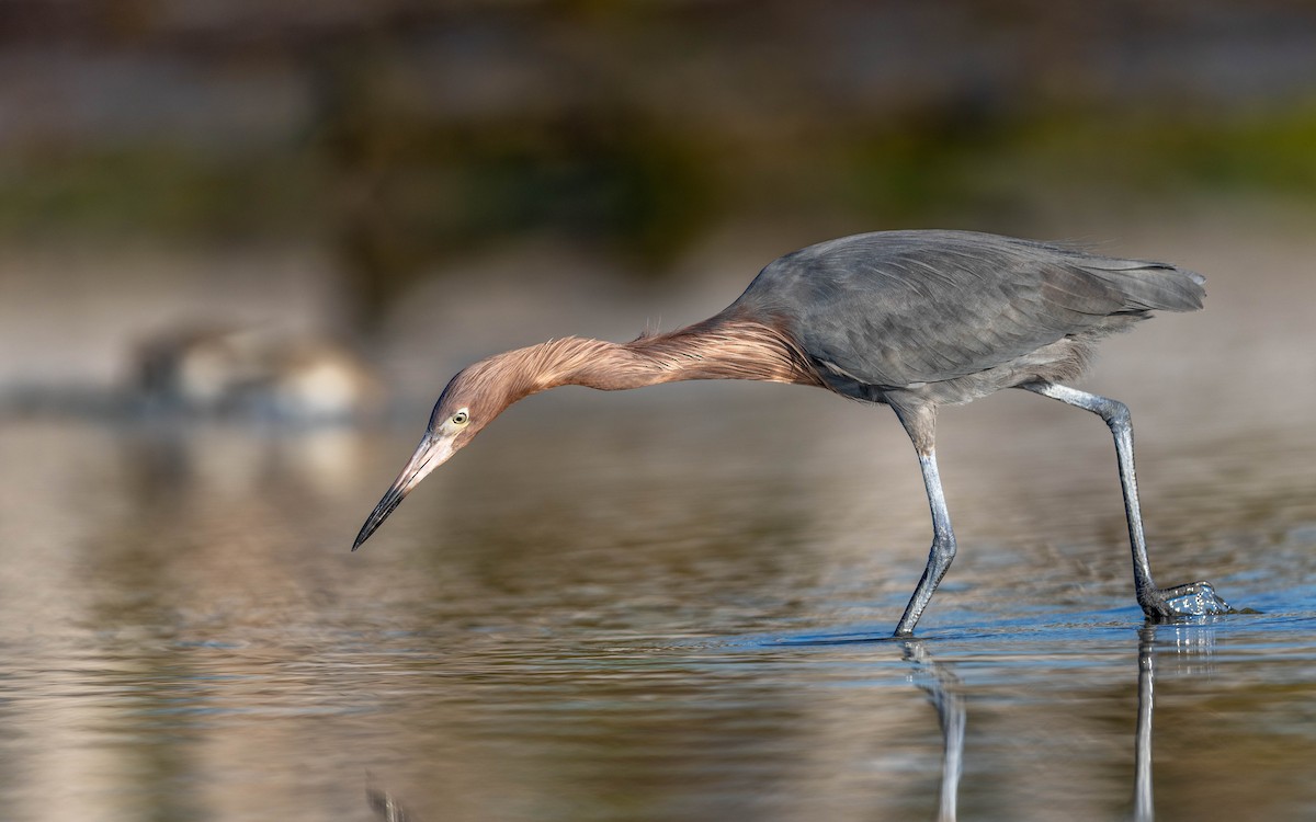 アカクロサギ - ML648692753