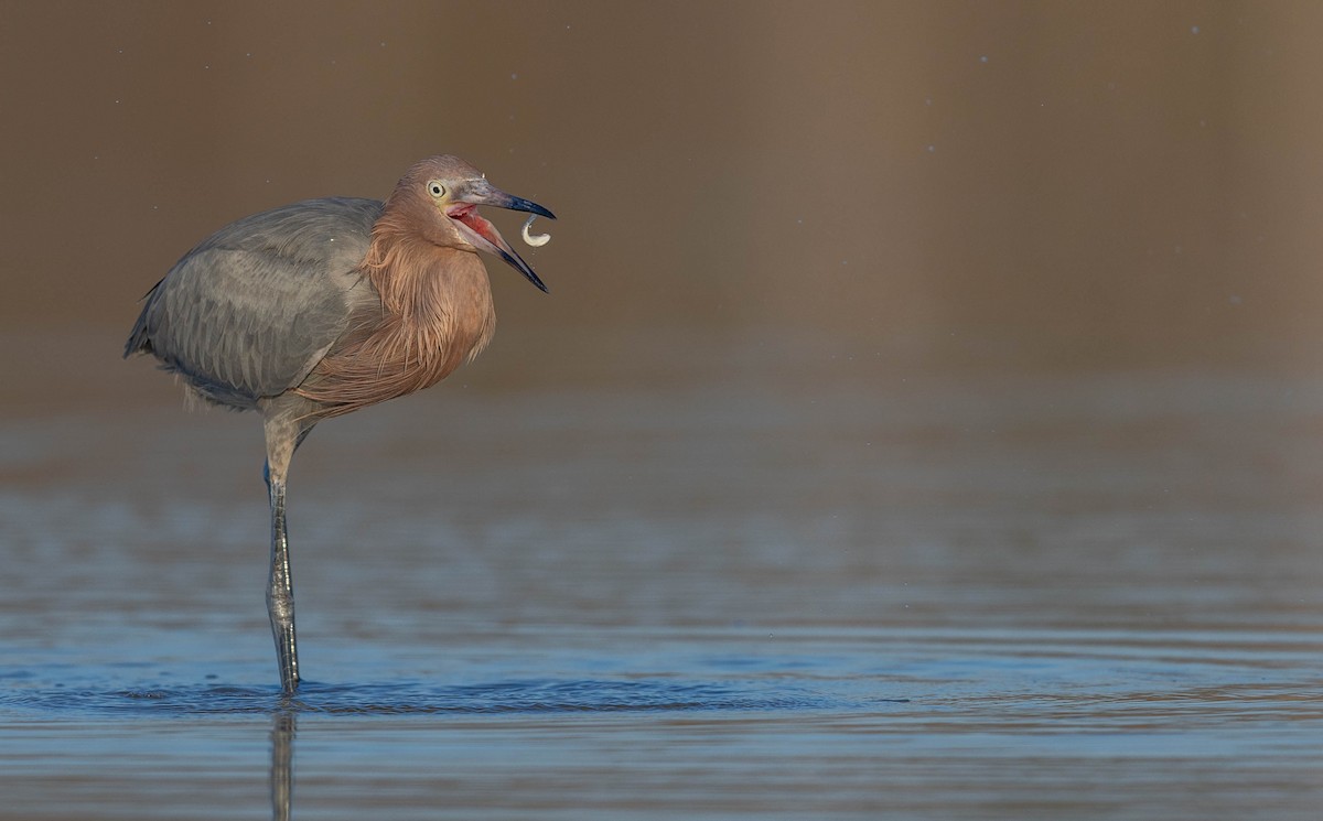 アカクロサギ - ML648692755