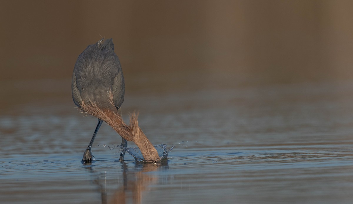 アカクロサギ - ML648692770