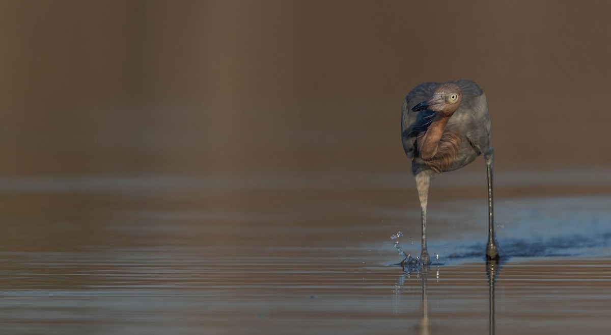 アカクロサギ - ML648692773