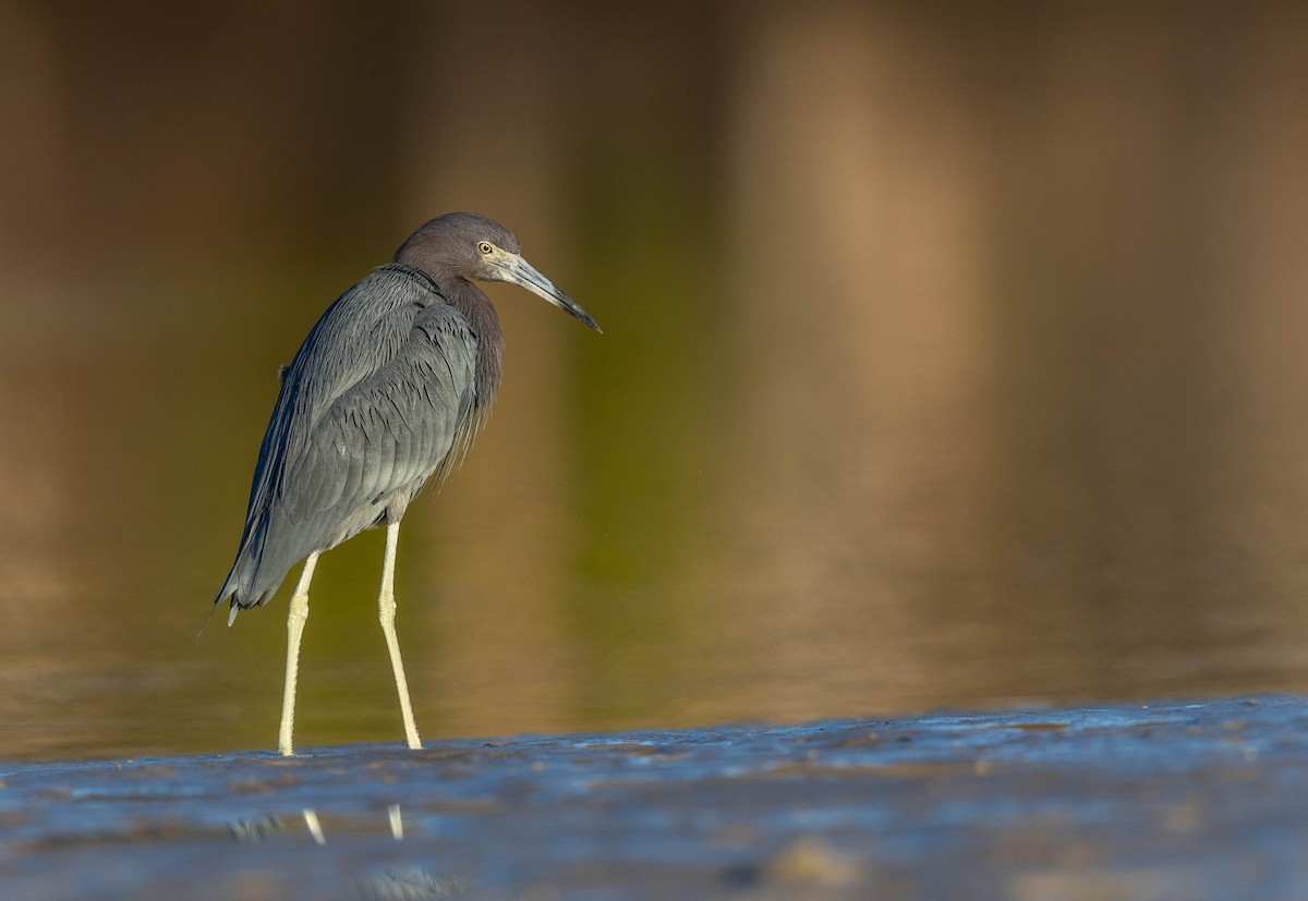 ヒメアカクロサギ - ML648692782