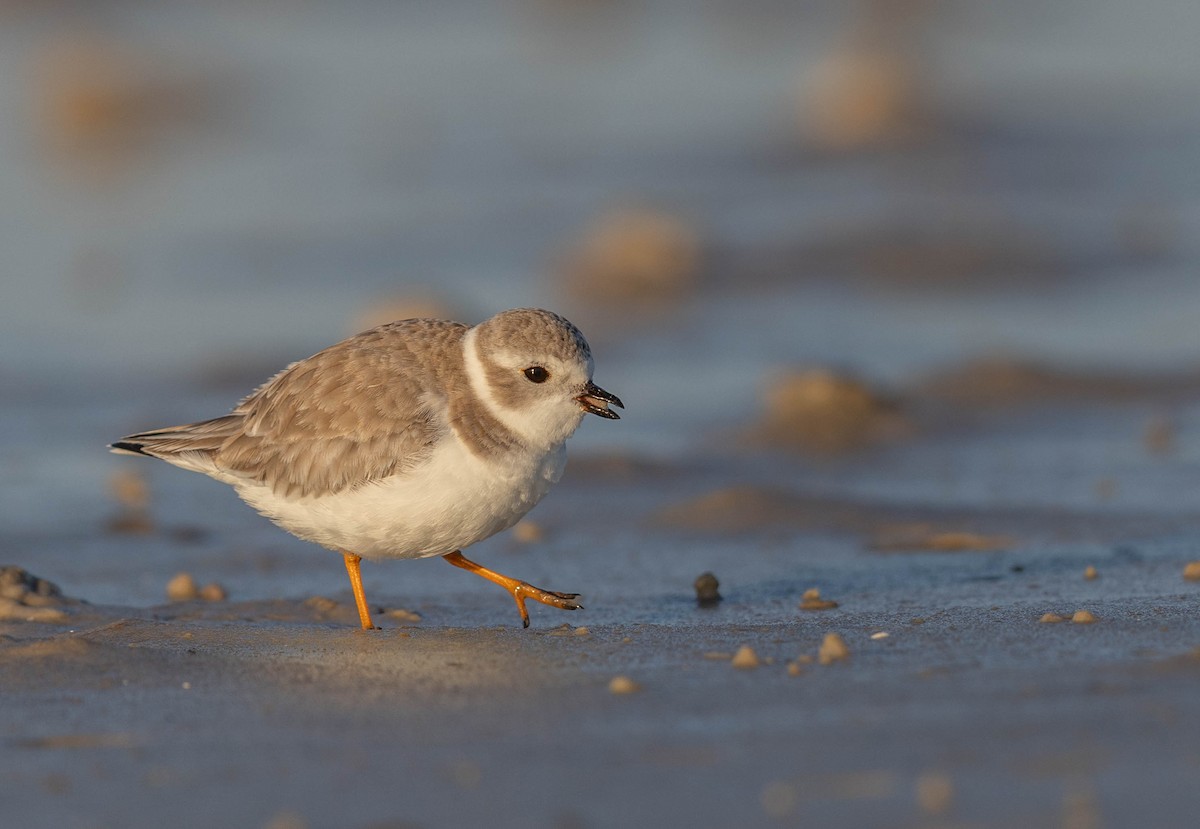 フエコチドリ - ML648692789