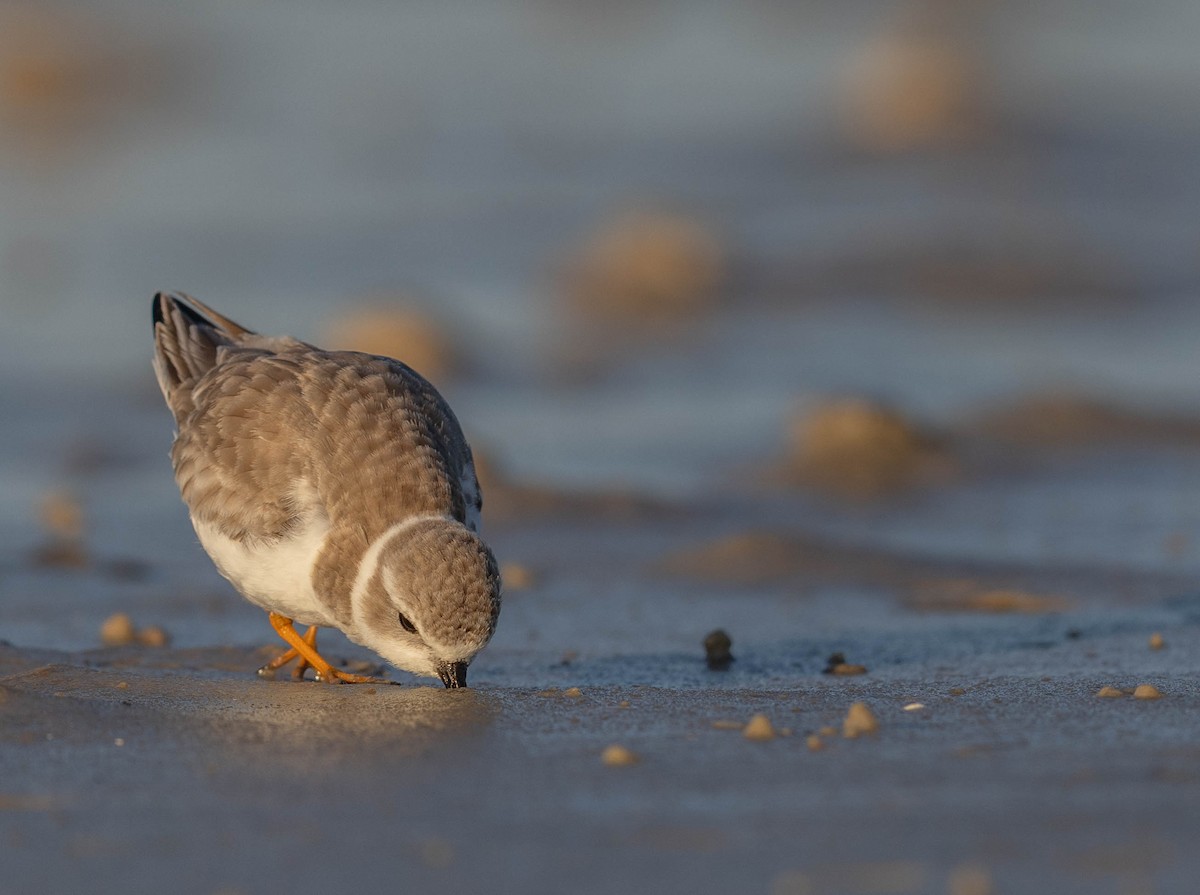 フエコチドリ - ML648692790