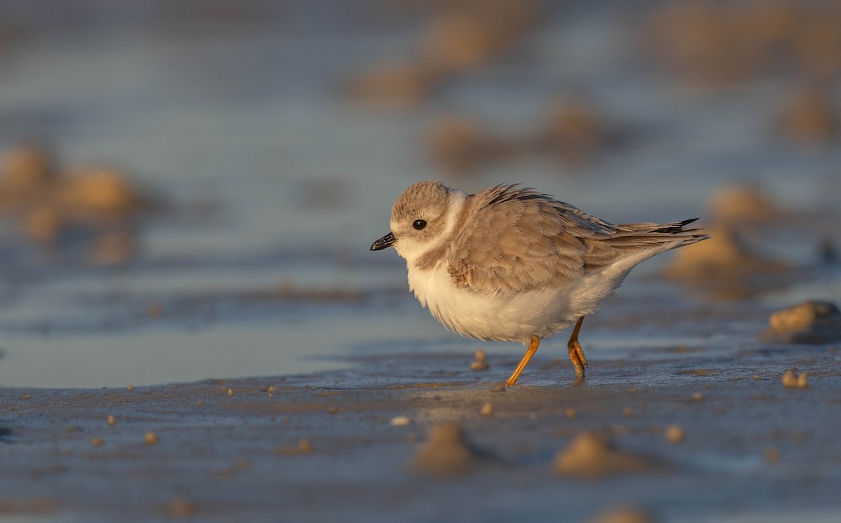 フエコチドリ - ML648692800