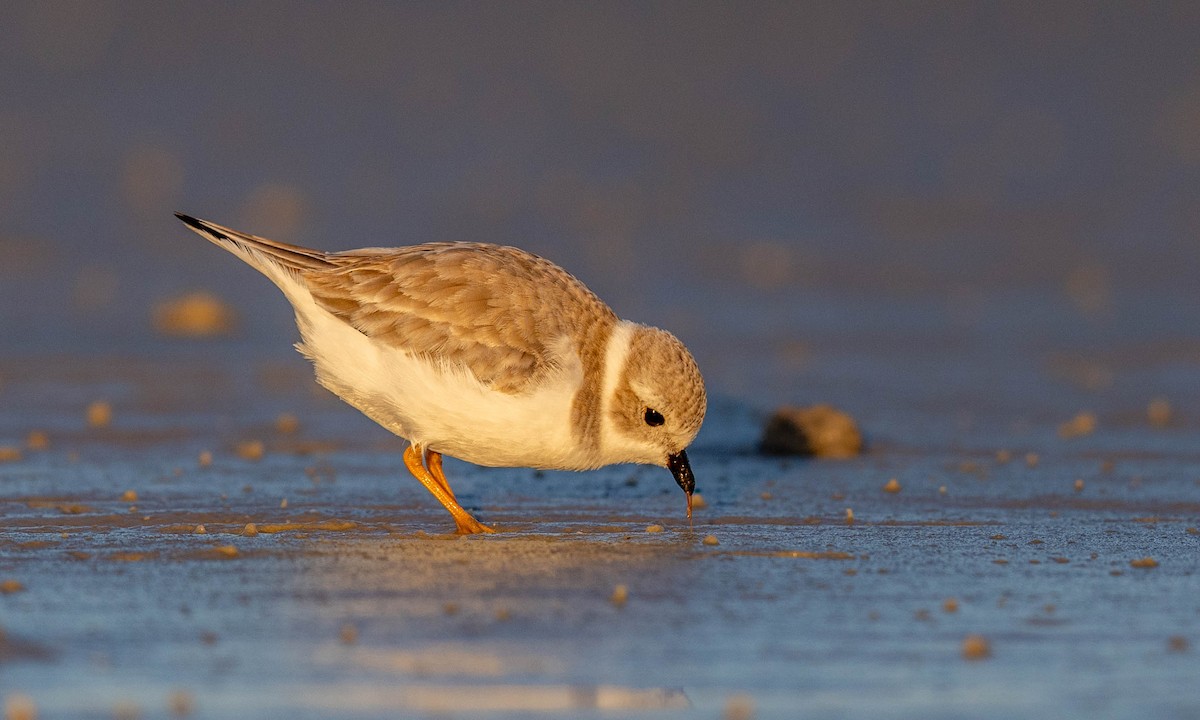 フエコチドリ - ML648692809