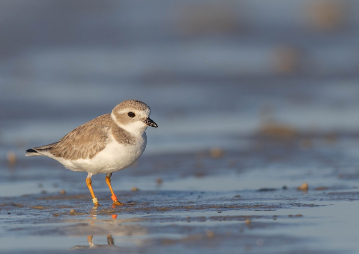 フエコチドリ - ML648692900