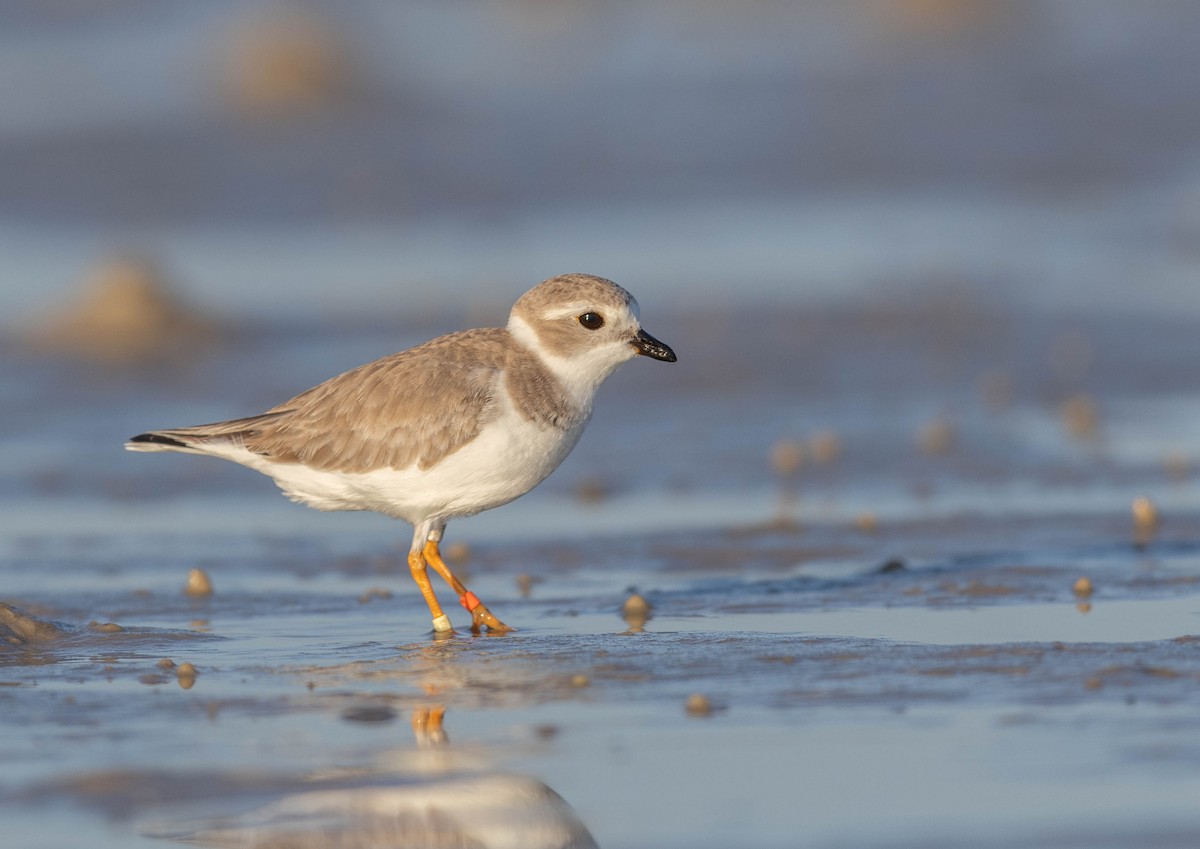 フエコチドリ - ML648692901