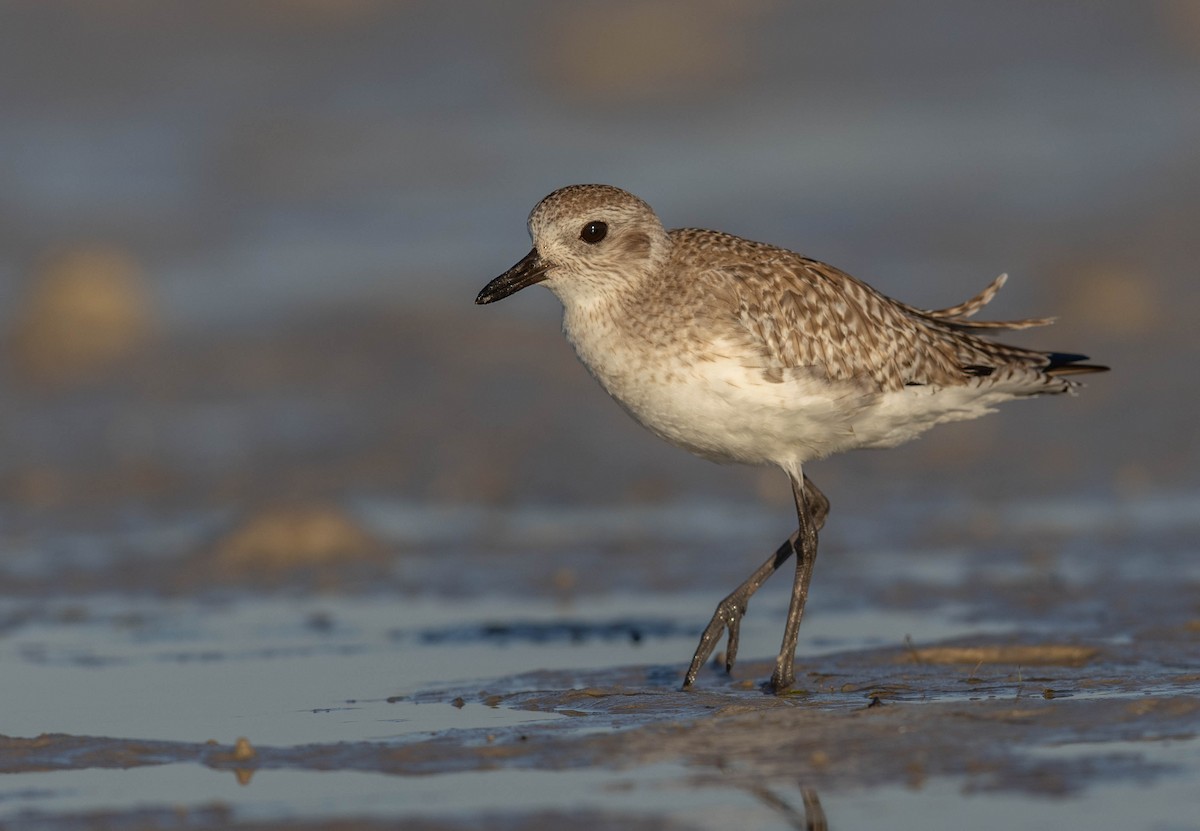 ダイゼン - ML648692935