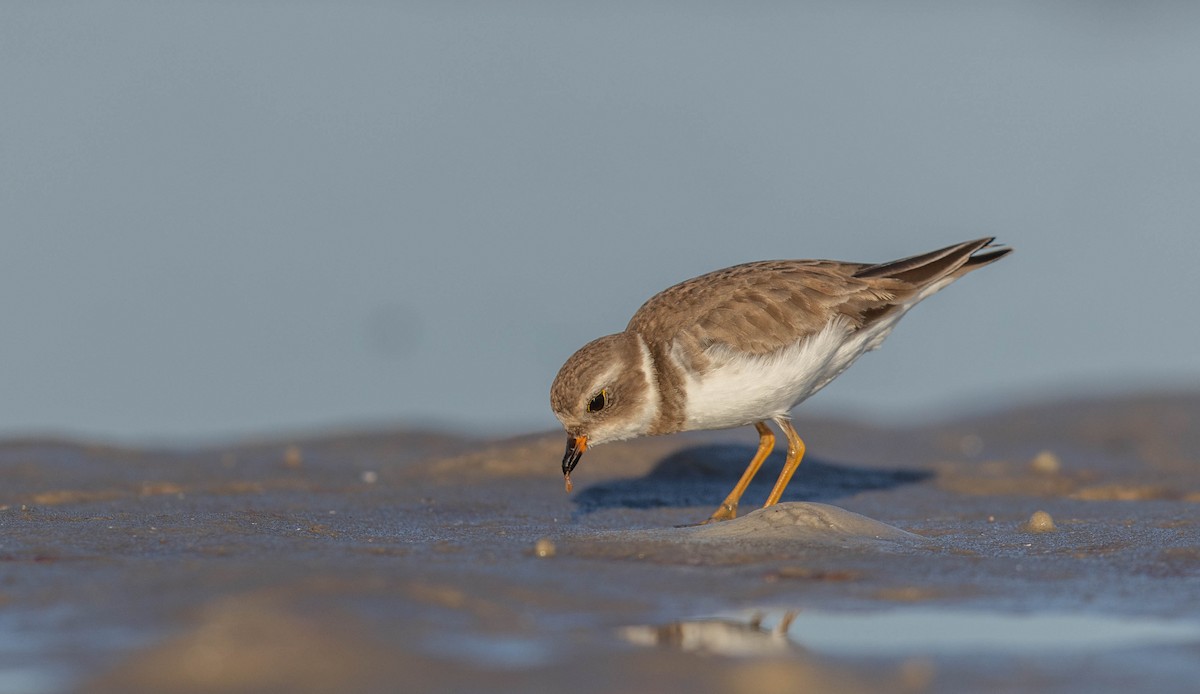 ミズカキチドリ - ML648692937