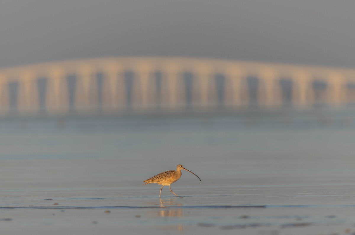 アメリカダイシャクシギ - ML648692955