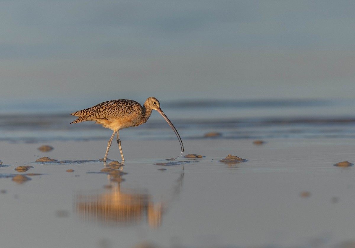 アメリカダイシャクシギ - ML648692957