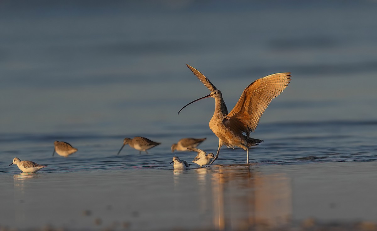 アメリカダイシャクシギ - ML648692959